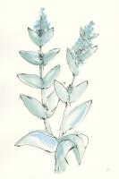 Lambs Ear Sage III #55069 Lambs Ear Sage III #55069