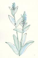 Lambs Ear Sage IV #55070 Lambs Ear Sage IV #55070