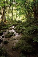Lush Creek in Forest #55152 Lush Creek in Forest #55152