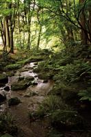 Lush Creek in Forest #55152