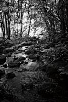 Lush Creek in Forest BW #55153