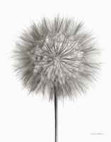 Dandelion Fluff on White #55158