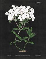 White Botanical on Black Chart VI #55636