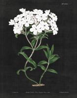 White Botanical on Black Chart VI #55636 White Botanical on Black Chart VI #55636