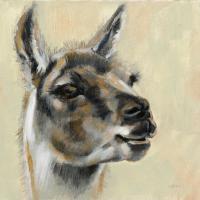 Llama Portrait #55652