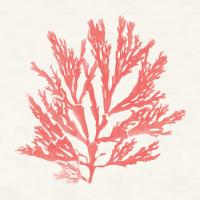 Pacific Sea Mosses I Coral #55904