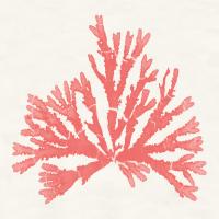 Pacific Sea Mosses IV Coral #55907