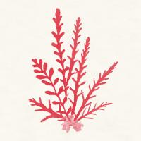 Pacific Sea Mosses III Red #55918 Pacific Sea Mosses III Red #55918