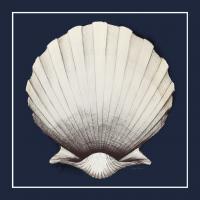 Coastal Shell II with Border Navy #56157 Coastal Shell II with Border Navy #56157