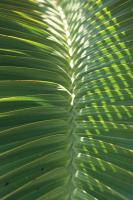 Palm Detail I #56300 Palm Detail I #56300