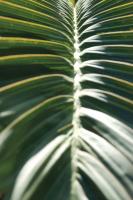 Palm Detail II #56301 Palm Detail II #56301