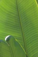 Palm Detail III #56302 Palm Detail III #56302