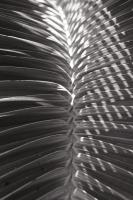 Palm Detail I BW #56304 Palm Detail I BW #56304