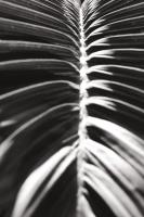 Palm Detail III BW #56305