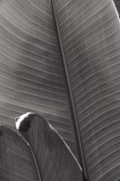 Palm Detail III BW #56306 Palm Detail III BW #56306