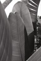 Palm Detail IV BW #56307 Palm Detail IV BW #56307