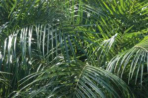 Tropical Fronds #56308