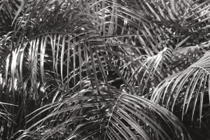 Plant Big Leaf I Dark Green #56309 Plant Big Leaf I Dark Green #56309