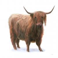 King of the Highland Fields on White #56467 King of the Highland Fields on White #56467