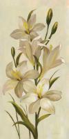Elegant White Florals I #56804
