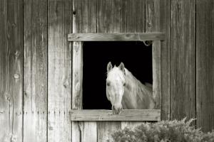Welcome Mare #56933 Welcome Mare #56933