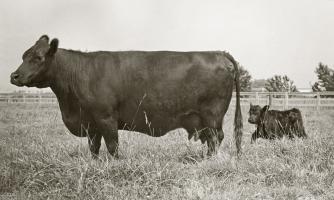 Cow and Baby #56935 Cow and Baby #56935