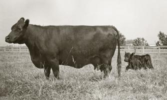 Cow and Baby #56935