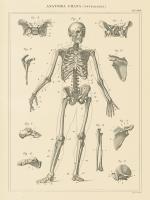 Skeleton Chart #56937
