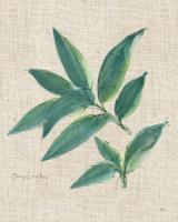 Bay Leaf on Burlap #56973