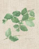 Oregano on Burlap #56973 Oregano on Burlap #56973