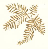 Gilded Fern II #57196 Gilded Fern II #57196