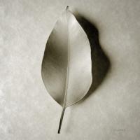 One Leaf #57279 One Leaf #57279