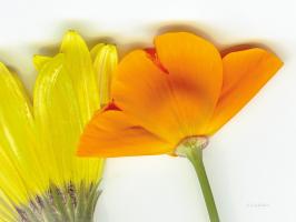 Flower Friends #57281 Flower Friends #57281