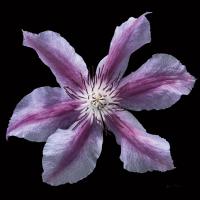 Floral Majesty VI #57682 Floral Majesty VI #57682
