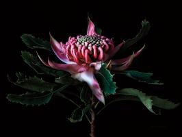 Salmon Waratah I #58049 Salmon Waratah I #58049