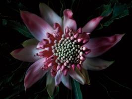 Salmon Waratah II #58050 Salmon Waratah II #58050