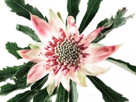 Waratah Bouquet #58051