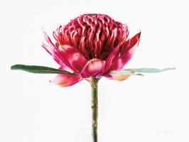 Waratah Flower #58053 Waratah Flower #58053