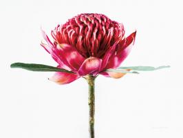 Waratah Flower #58053