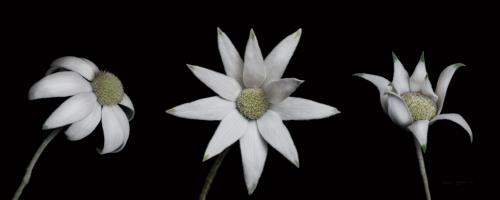 Flannel Flower Trio #58055 Flannel Flower Trio #58055