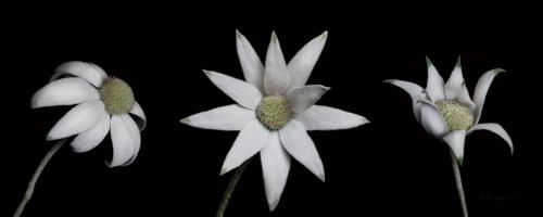 Flannel Flower Trio #58055