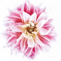 Pink Dahlia #58056 Pink Dahlia #58056