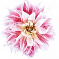 Pink Dahlia #58056