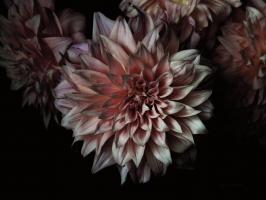 Peach Dahlias #58058 Peach Dahlias #58058