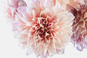 Peach Dahlias Light #58058