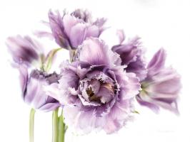Purple Fringed Tulips II #58059