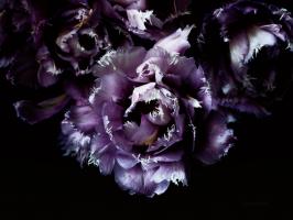 Purple Fringed Tulips II #58060 Purple Fringed Tulips II #58060