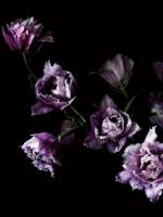 Purple Fringed Tulips III #58061