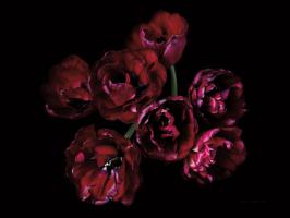 Red Double Tulips #58065 Red Double Tulips #58065