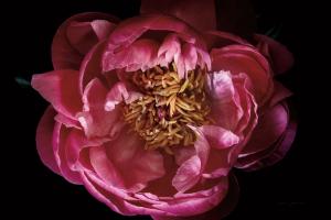 Coral Peony #58067 Coral Peony #58067